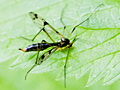 Ptychoptera lacustris